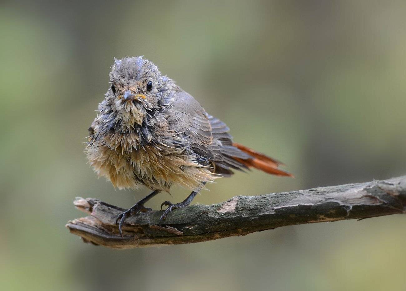 горихвостка,молодая,купание,сук,бор, Иван