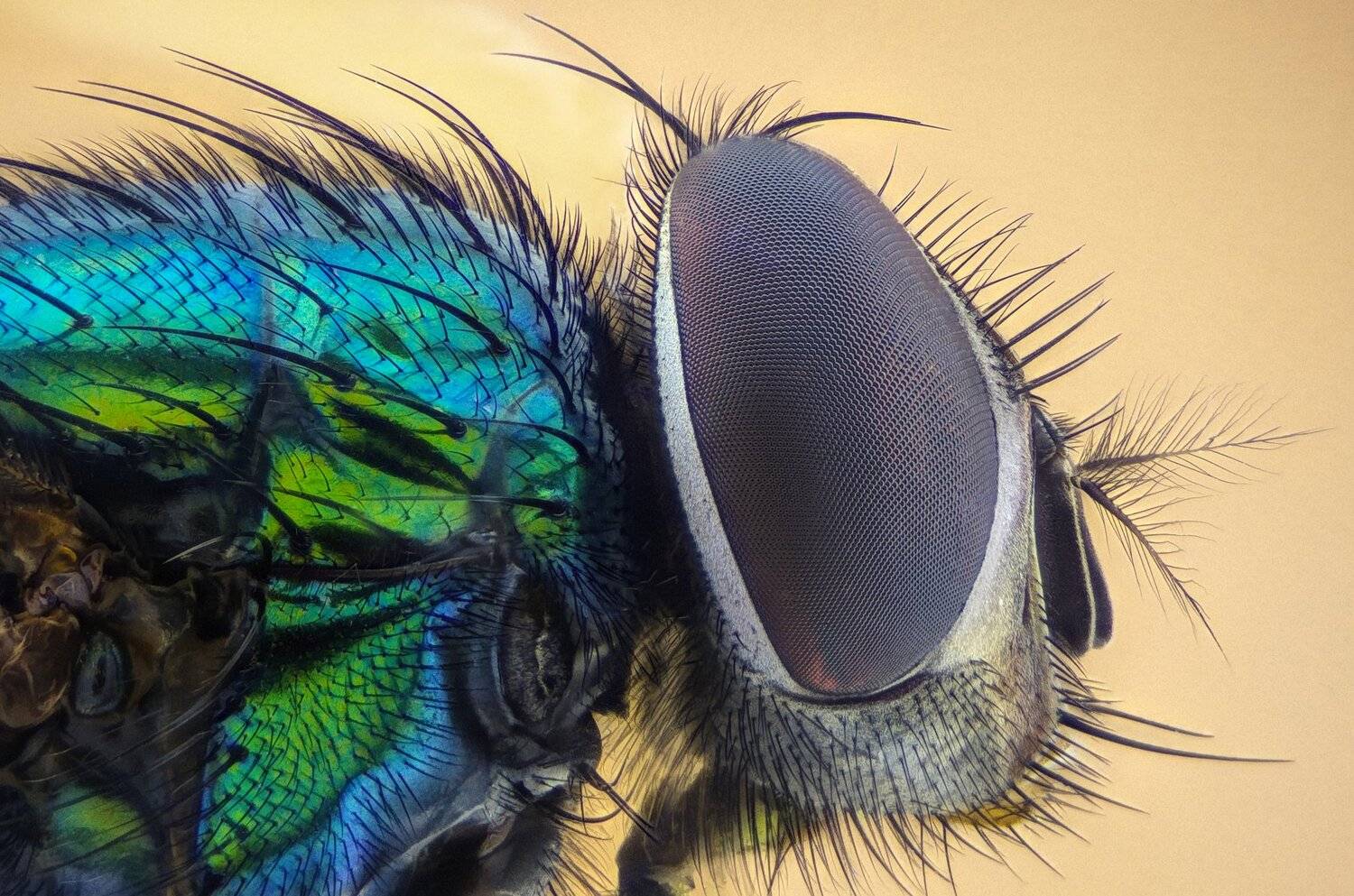 ceclii, macro, extrememacro, Tsvetan Ganev