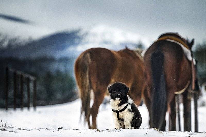собака, dog, Denis Buchel (Денис Бучель)