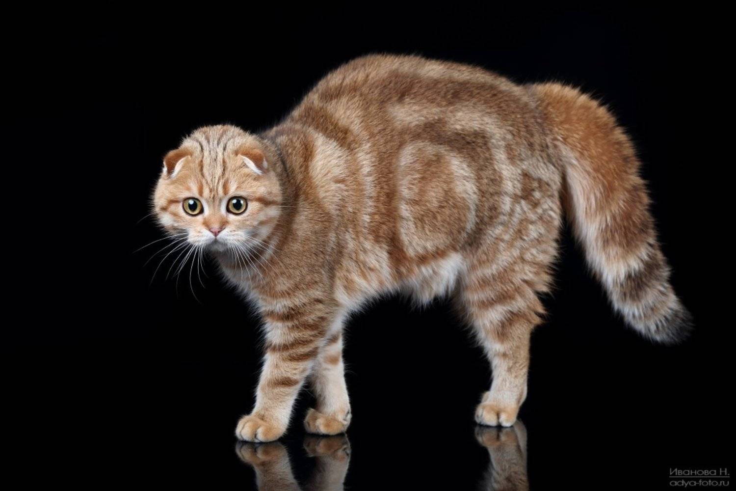 , Надежда Иванова