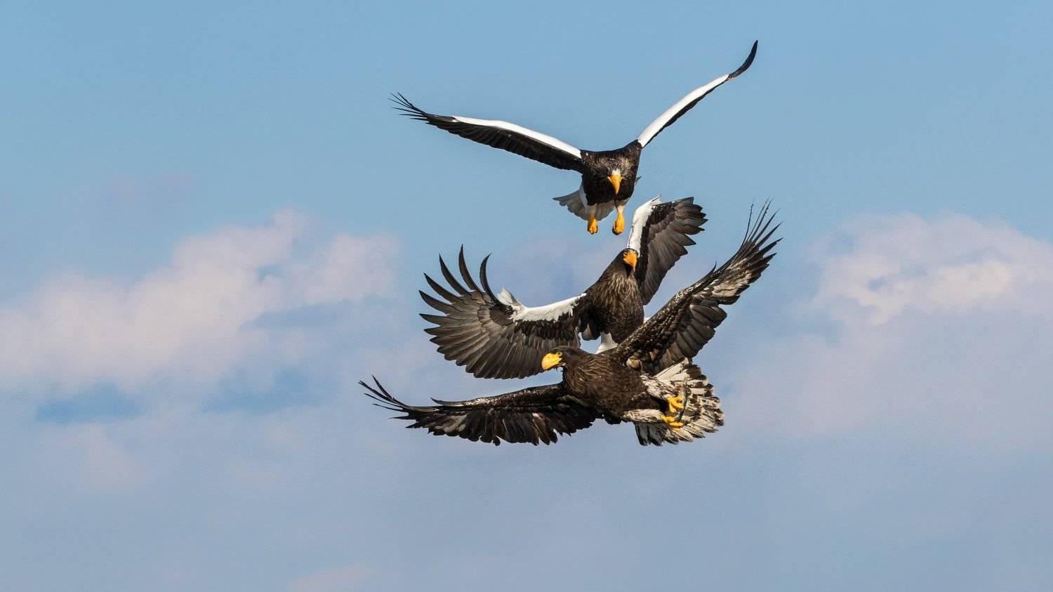 орлы, белокрылый орел, Алексей Сулоев