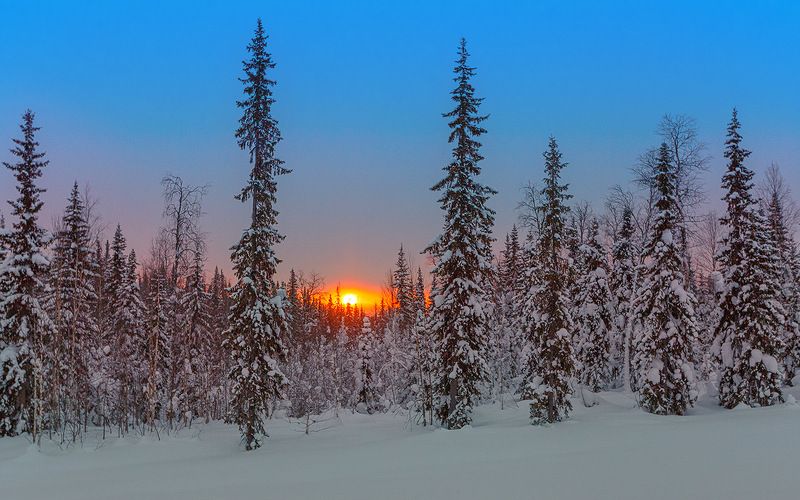 север,природа,лес,зима,краски,печора,коми,красота́ ,снег,north,nature,forest,winter,paint,pechora,komi republic,beauty ,snow Восход всё ближе к весне фото превью
