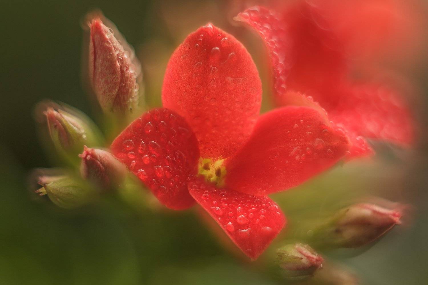 , Николай Андреев