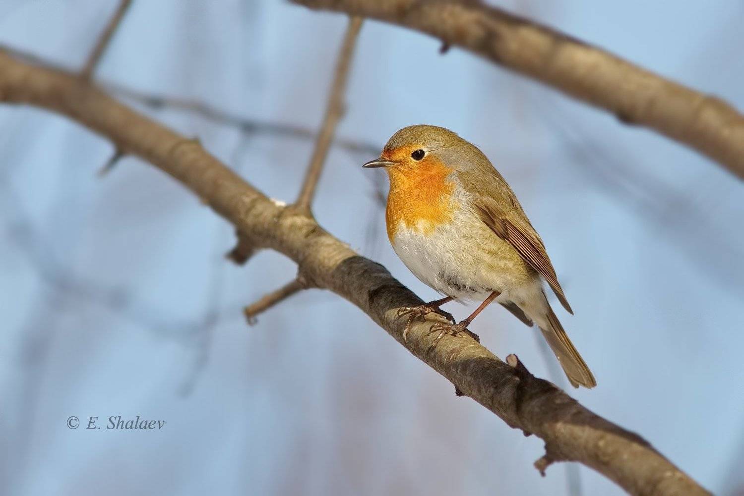 birds,european robin,зарянка,птица,птицы,фотоохота,erithacus rubecula, Евгений