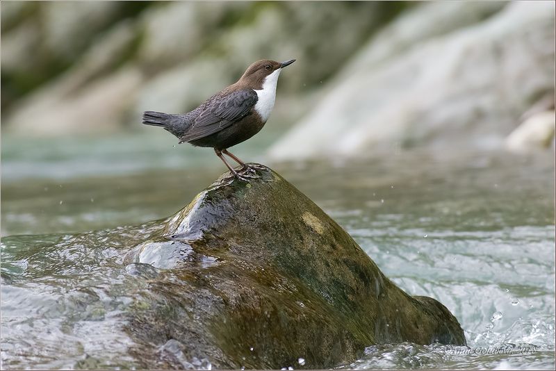 птицы, природа, оляпка, cinclus cinclus, eurasian dipper, зима, февраль, 2018, краснодарский край, россия Оляпка фото превью