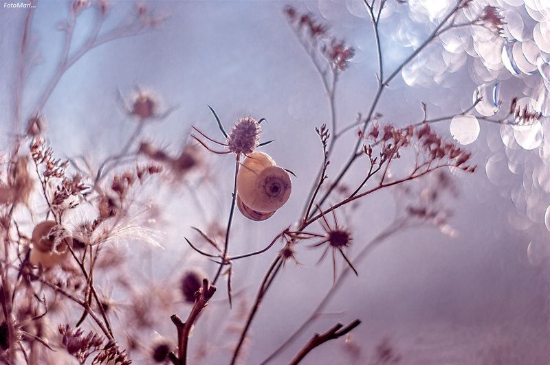 Спящая красавица. фото превью