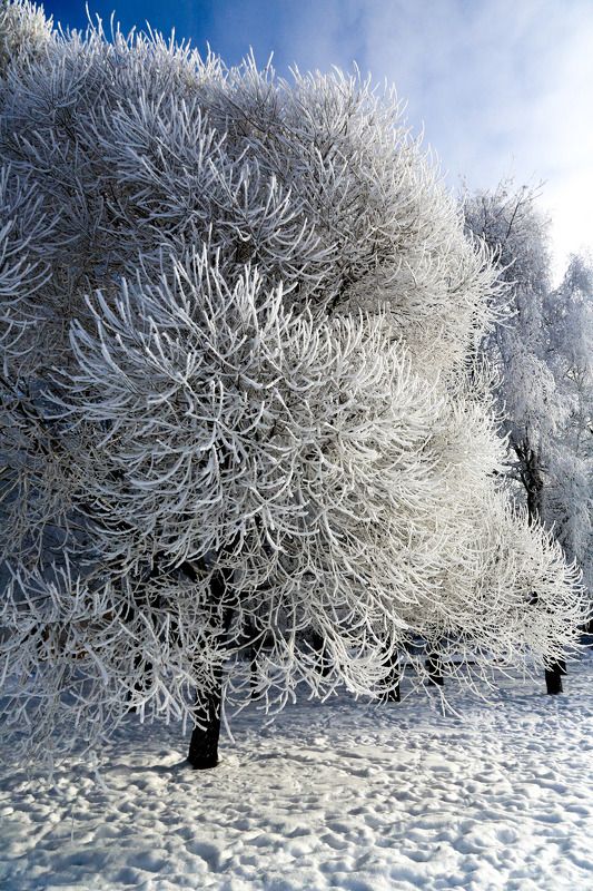 В городе мороз ! фото превью