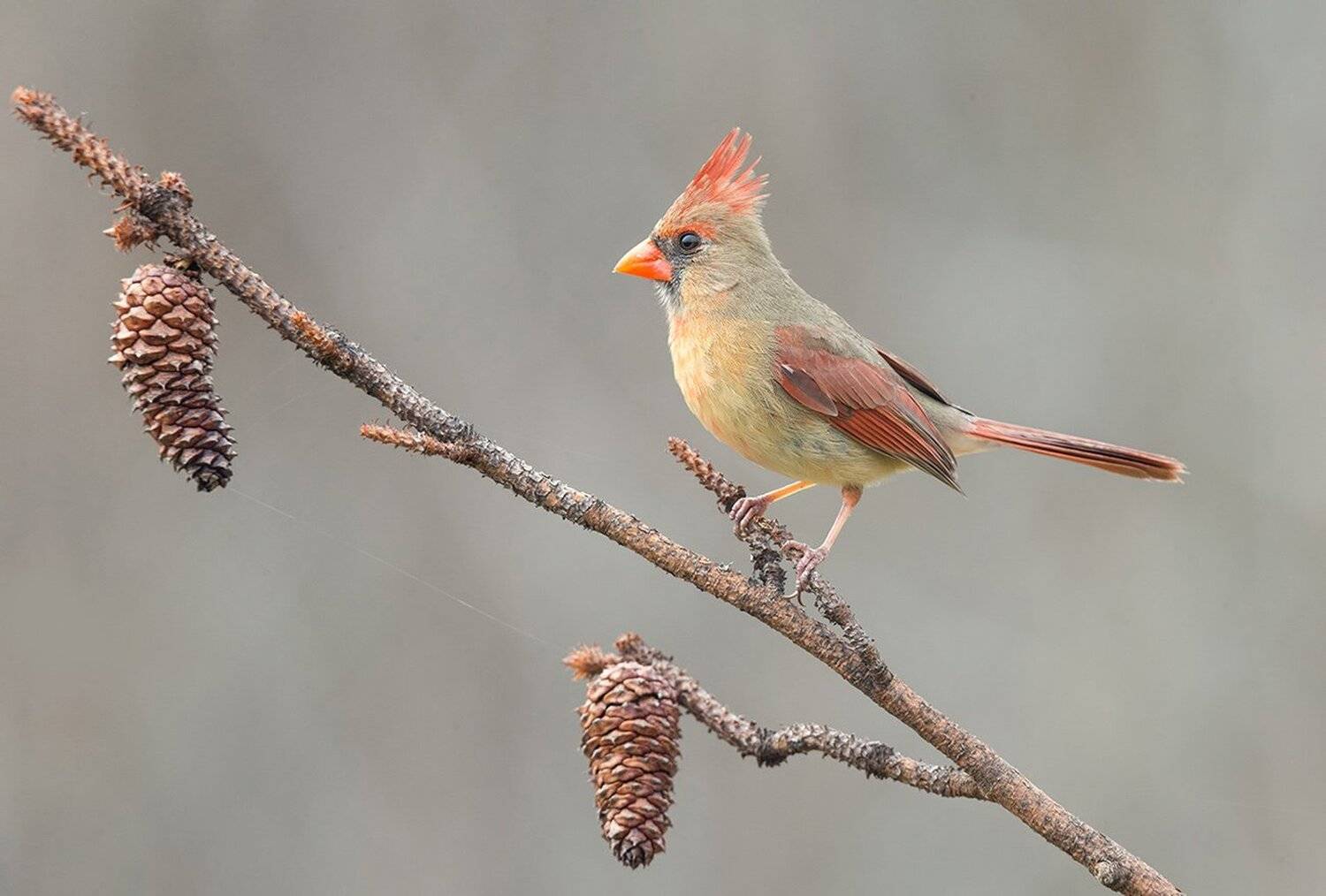 красный кардинал, northern cardinal,cardinal, кардинал, Elizabeth Etkind
