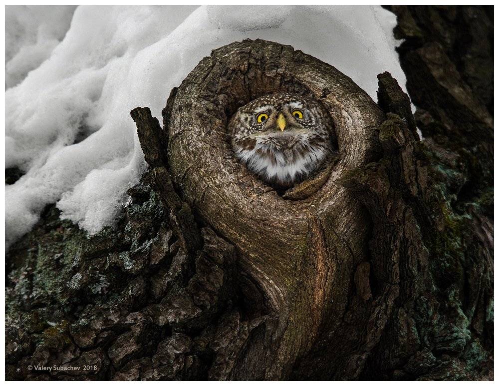 , Валерий Субачев