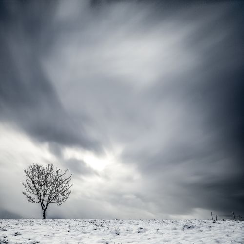 alone tree