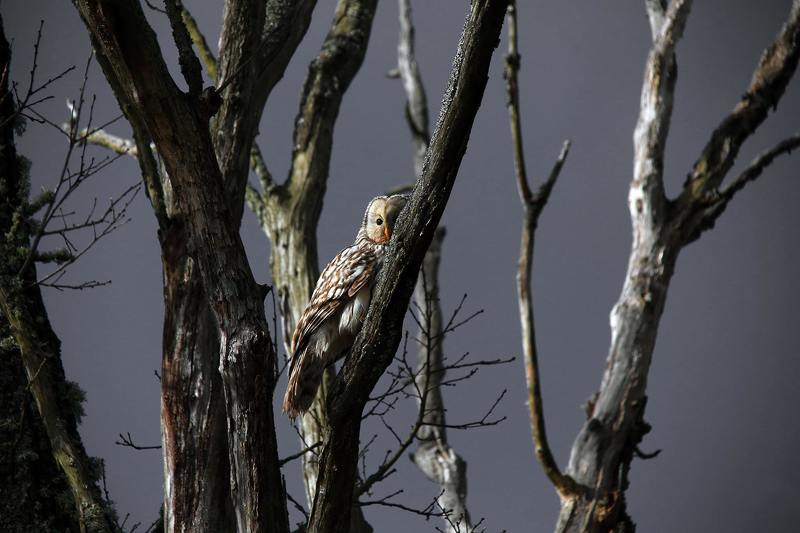 Night Guard фото превью