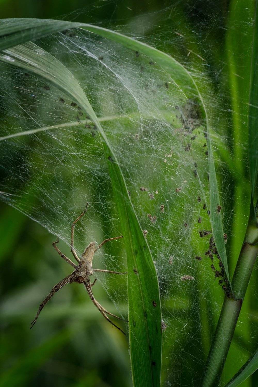 приморский край, забота, паук, потомство, Сорокин Алексей