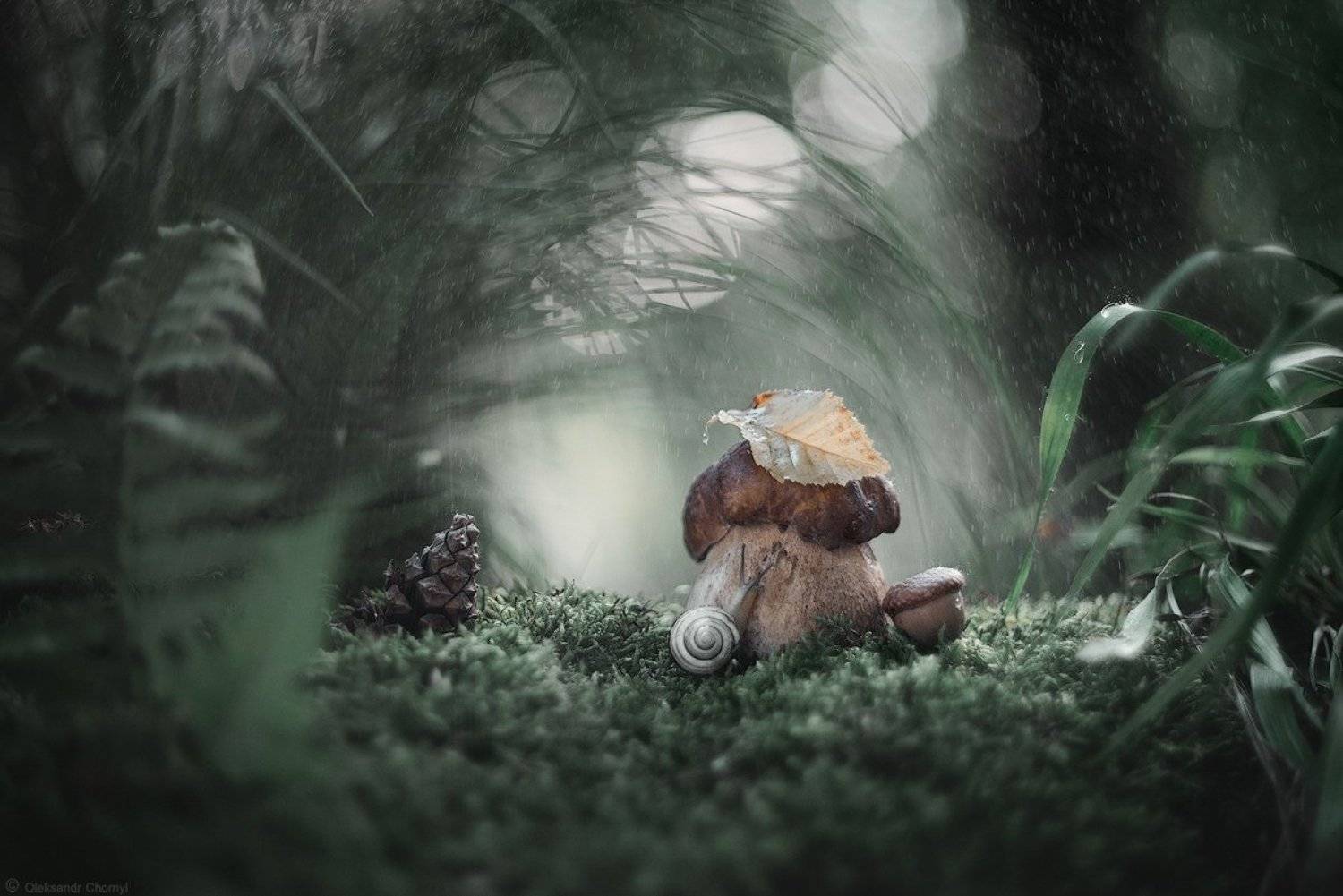 украина, коростышев, таинственные миры, гармония, загадочный, лето, лес, дождь, природа, красота, макро, макро мир, макро-красота, макро истории, цвета, зеленый, улитка, шишка, умиротворение, лесная сказка, вечер, боке, трава, мох,, Александр Чорный