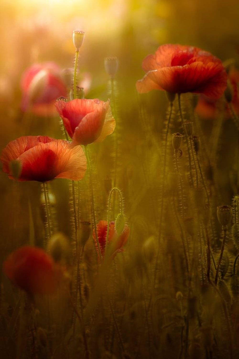 poppy, nature, summer, Gabriel Prescornita