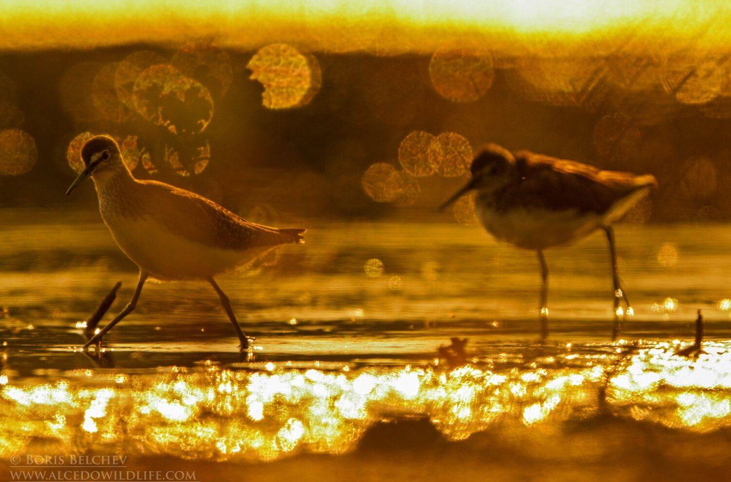 , Борис Белчев