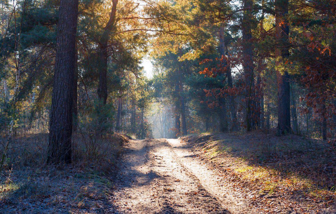 лес, осень, ноябрь, рассвет, солнце, туман, изморозь, Галанзовская Оксана