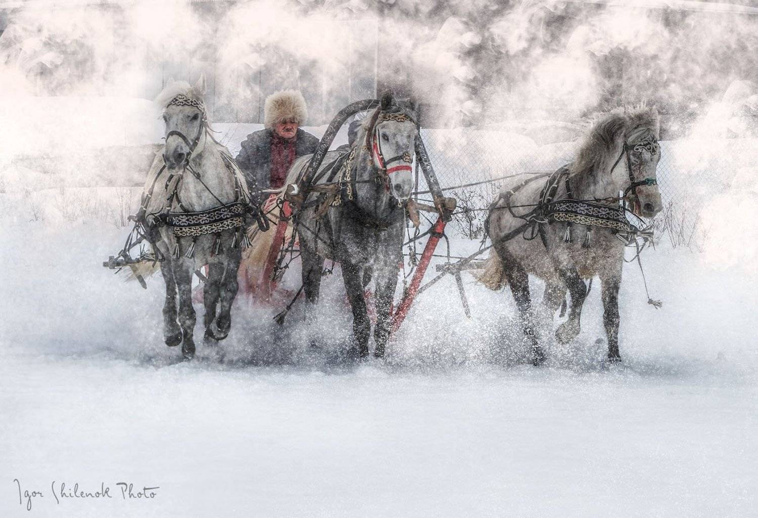 , Игорь Шиленок