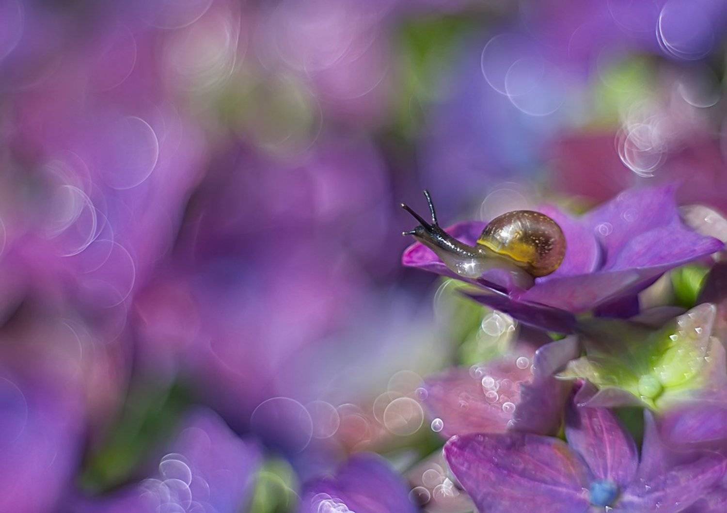 улитка, макро, природа, цветы, петцваль, Елена Соловьёва