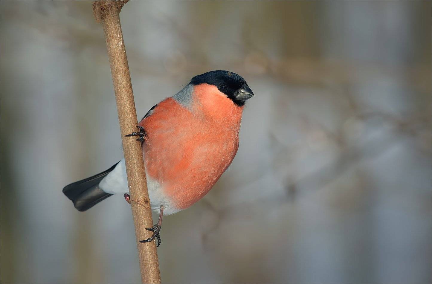 снегирь, Андрей Медведев