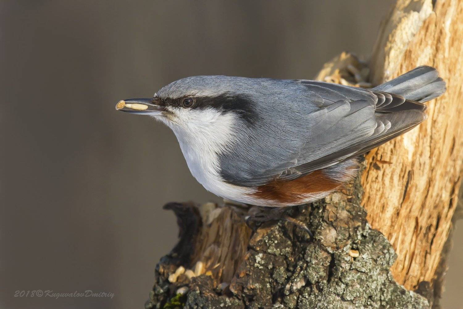 , Дмитрий Кугувалов