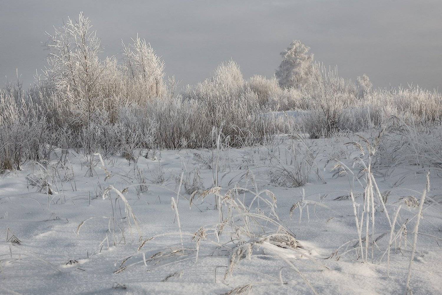 иней мороз свет, Дмитрий Алексеев