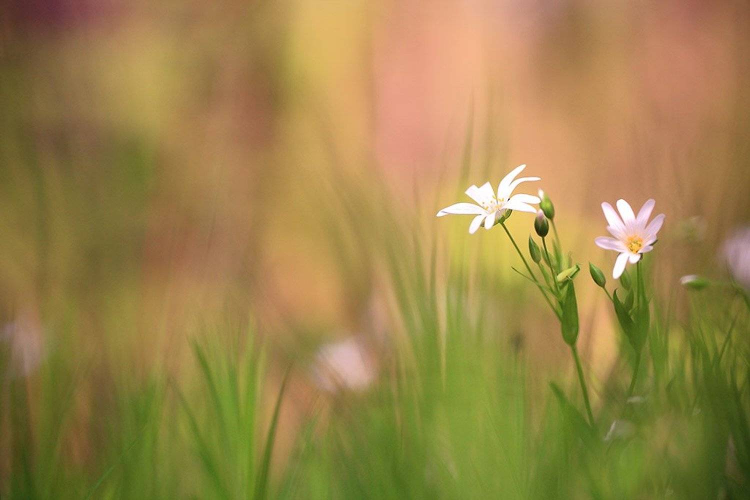Весна, лес,цветы,фон., Виктор Шнайдер