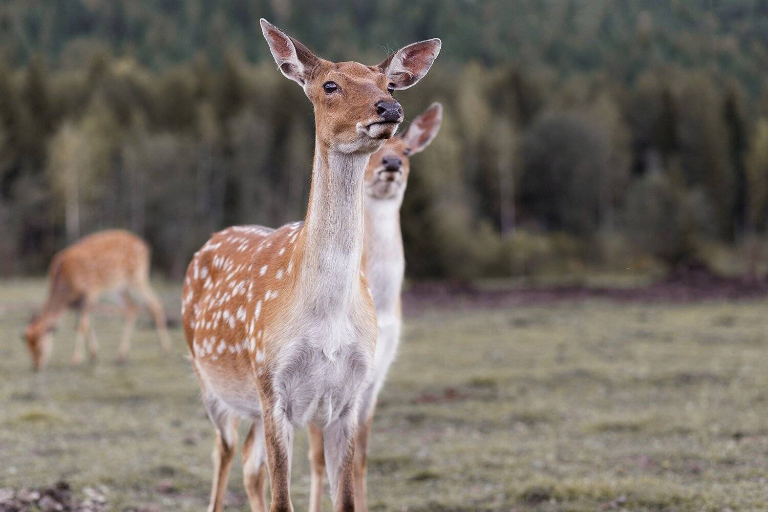 , Игорь Криницын