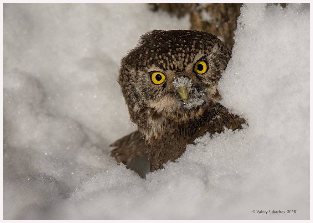 , Валерий Субачев