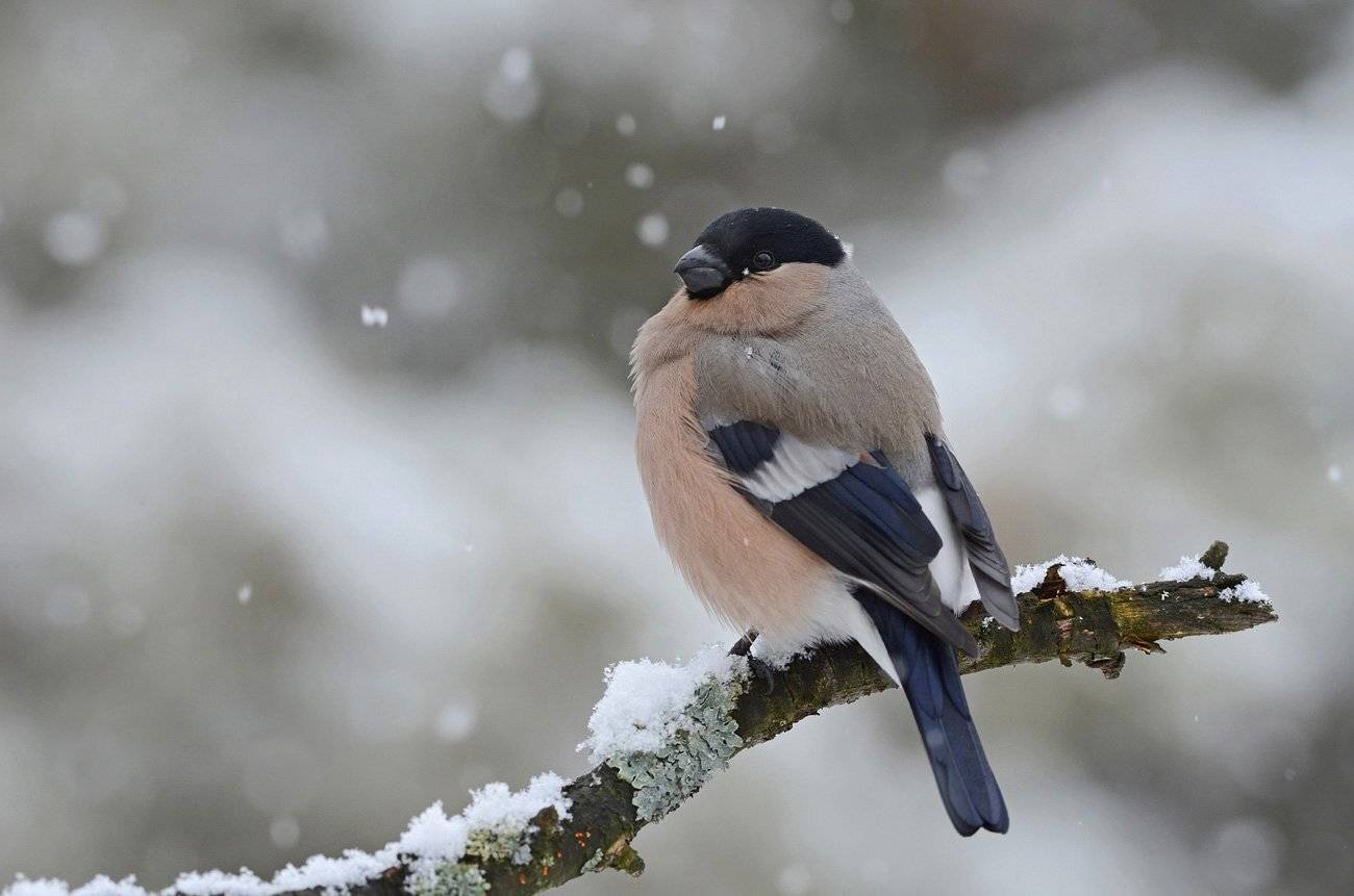 снегирь,самка,сук,снег,зима, Иван