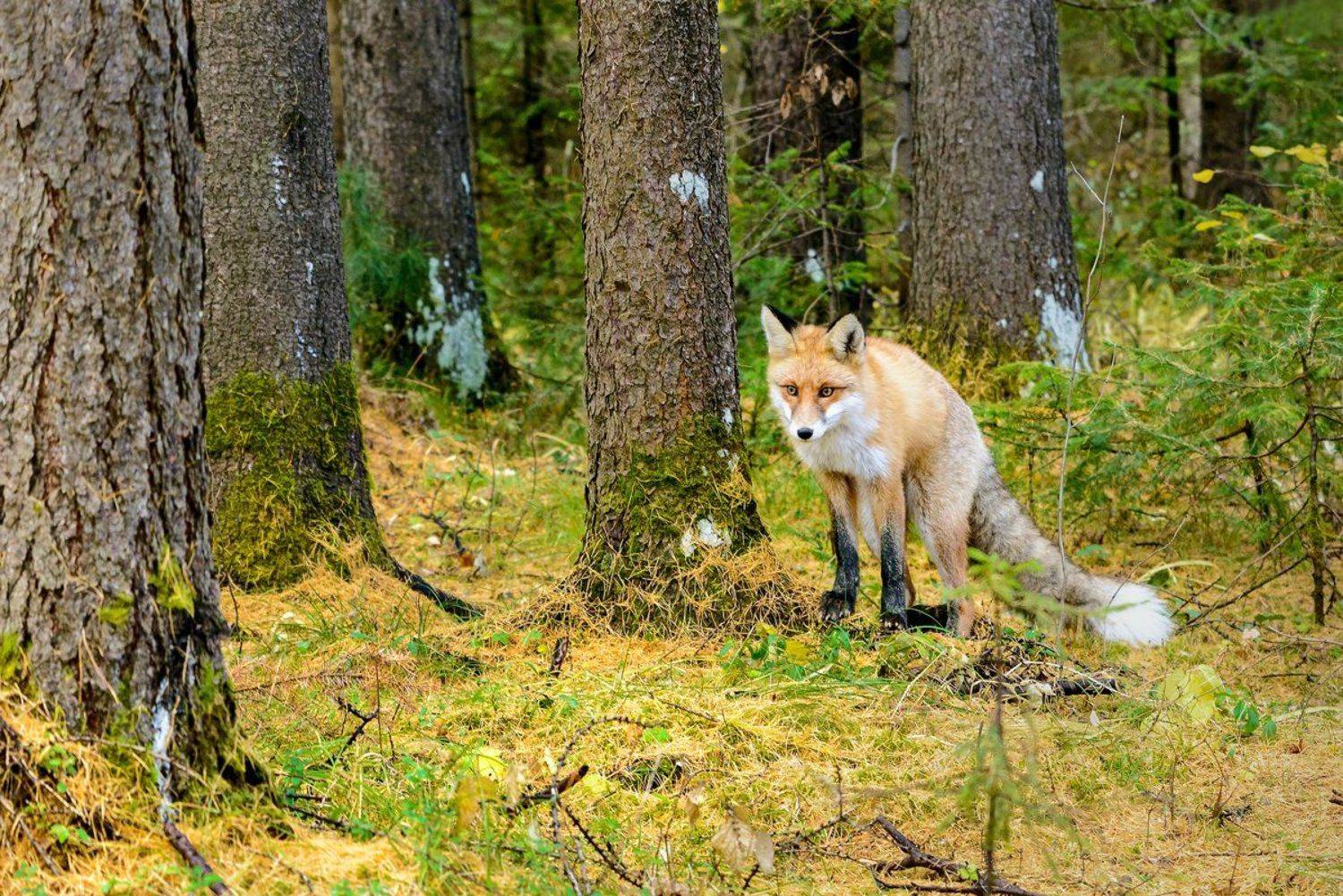 , Воинков Виктор