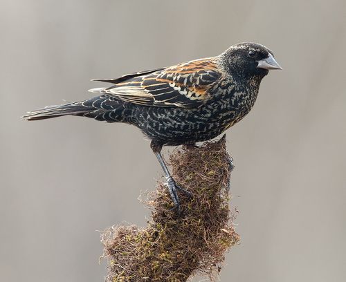 Самка Красноплечий трупиал -Female Red-winged Blackbird