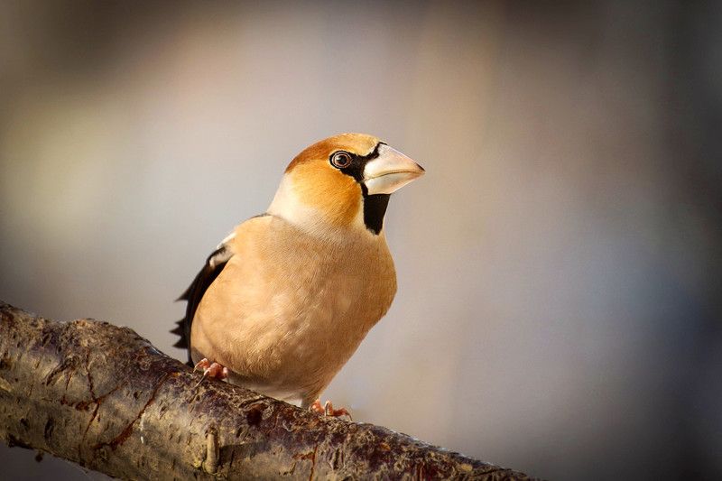 фотоохота, птицы, дрозд, дубонос, Птицы фото превью