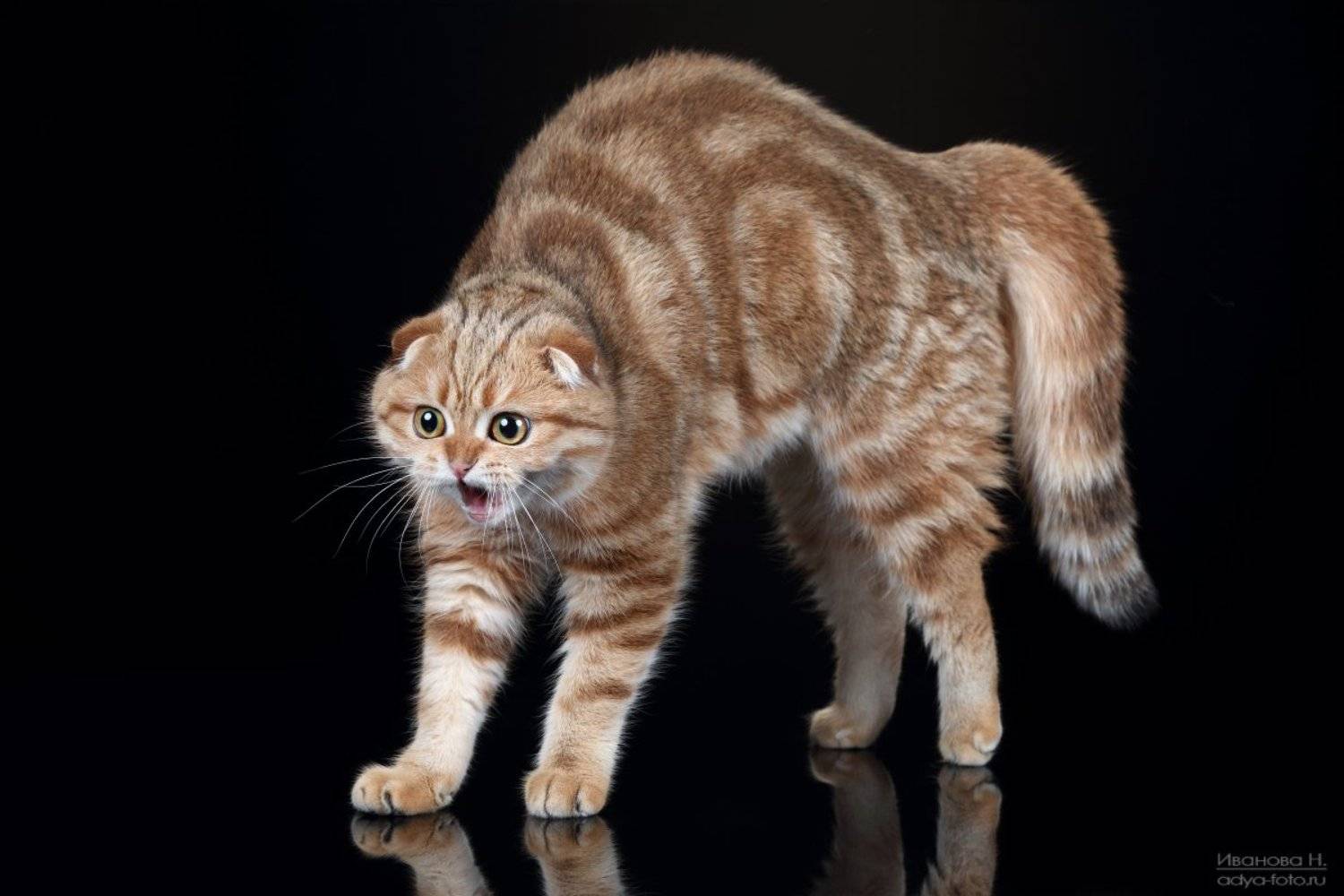 , Надежда Иванова