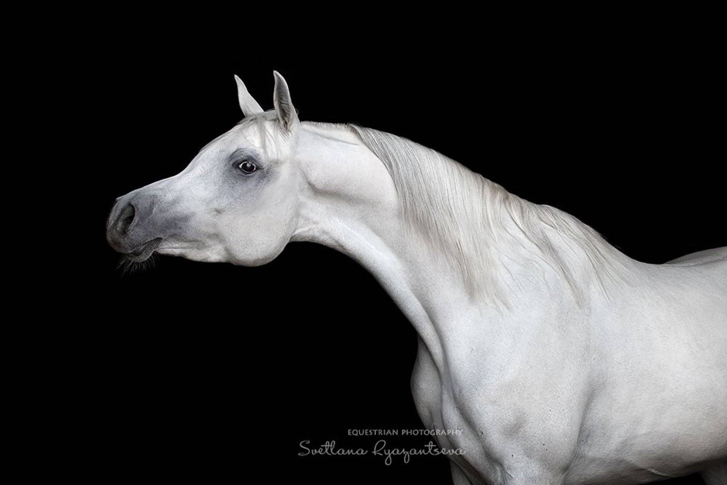 horse, лошадь, лошади, portrait, Svetlana Ryazantseva