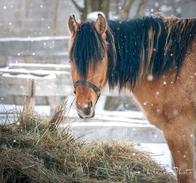 конь, зима, деревня Конь, просто конь фото превью