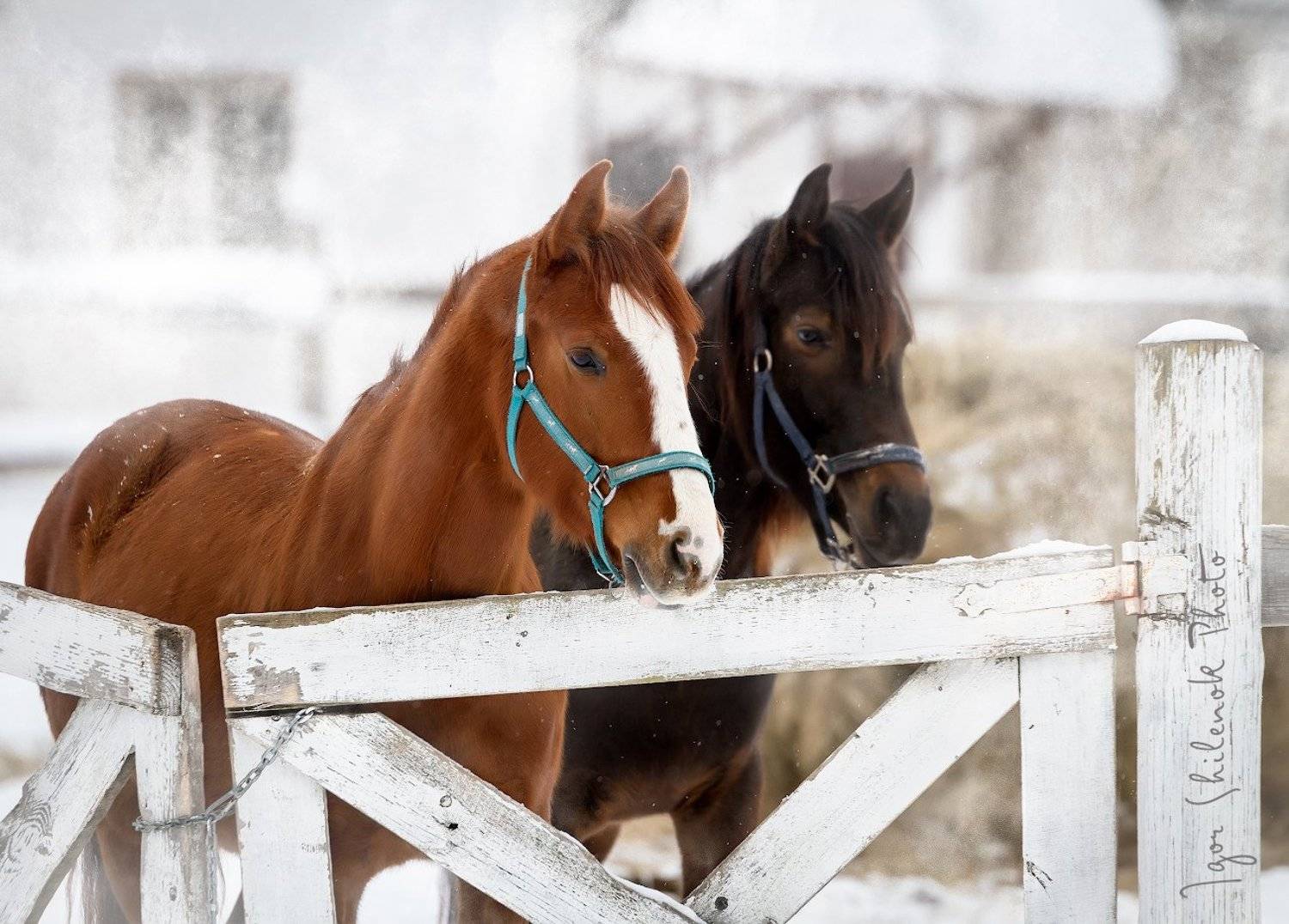 зима, лошадь, деревня, Игорь Шиленок