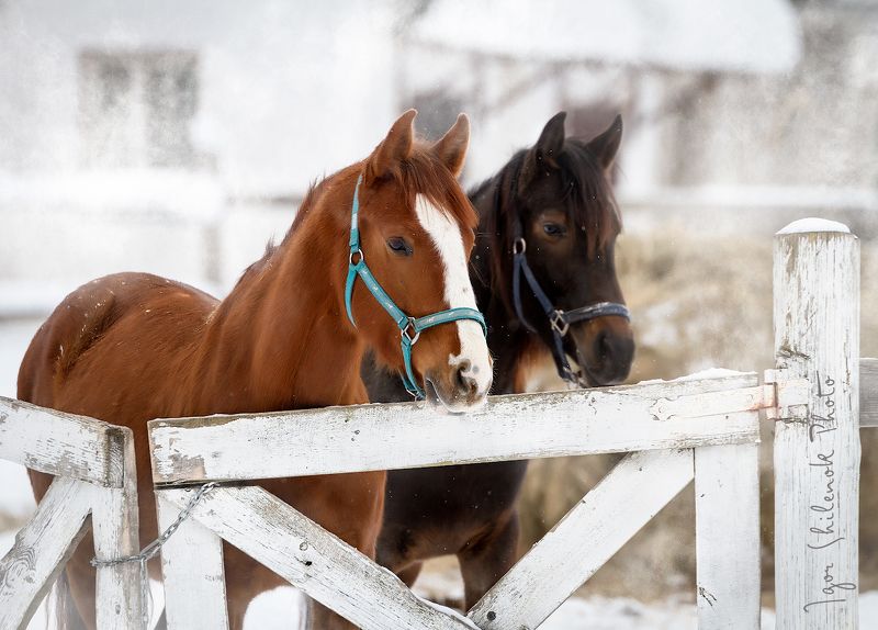зима, лошадь, деревня  фото превью