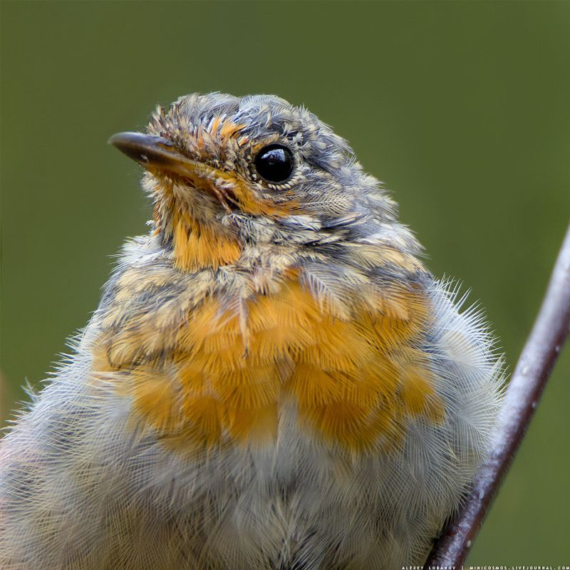 Заряныша портрет фото превью