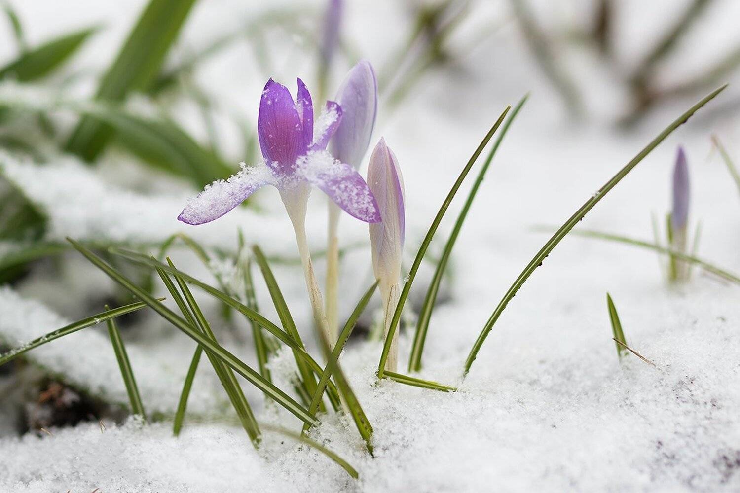 , Игорь Дубровский