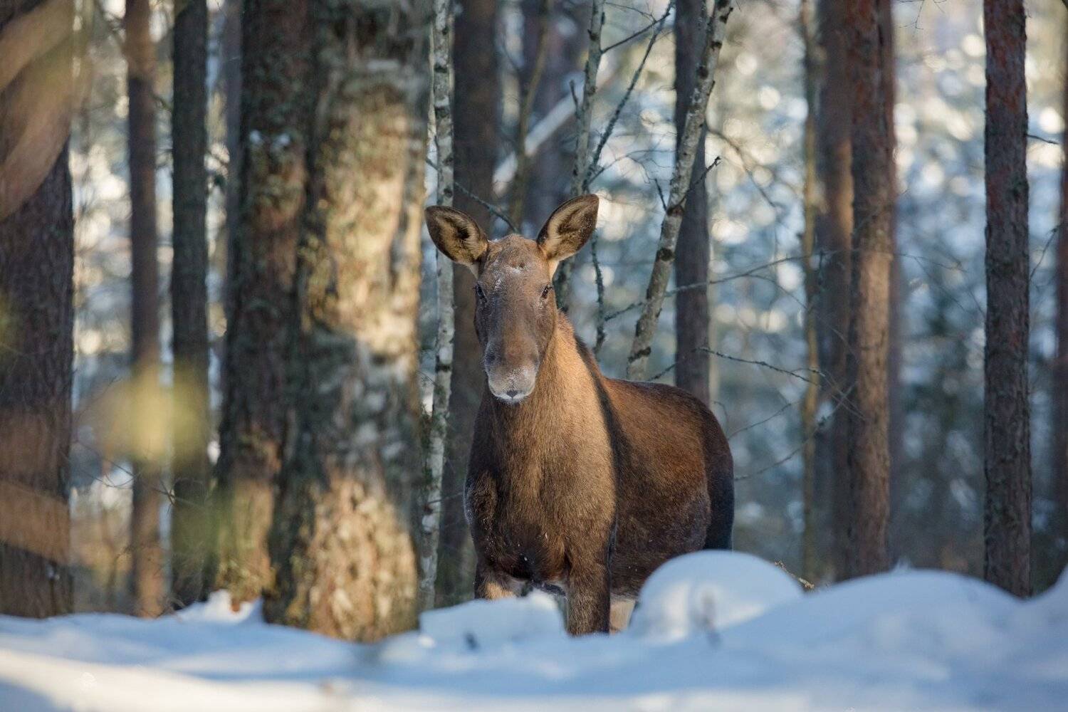 , Андрей Шимчук