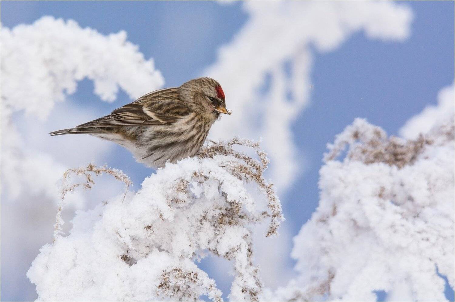 , Руслан Сигушин