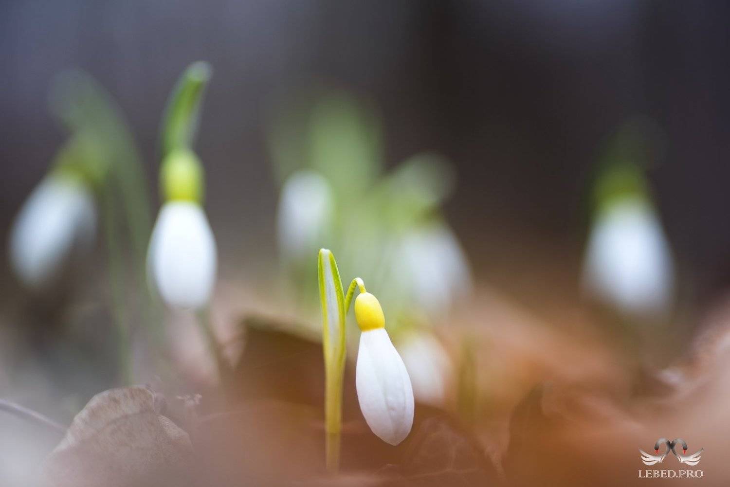 , Виктор Лебедь