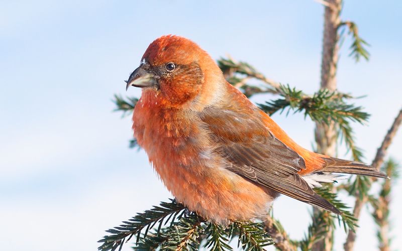 птицы,север,печора,коми,анималистика,клёст,клесты,природа,фауна,birds,the north,pechora,komi republic,animalism,crossbill,crossbills,nature,fauna, Клесты фото превью