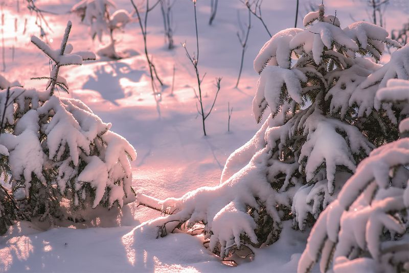 sunrise,forest,winter,snow Winter morning фото превью