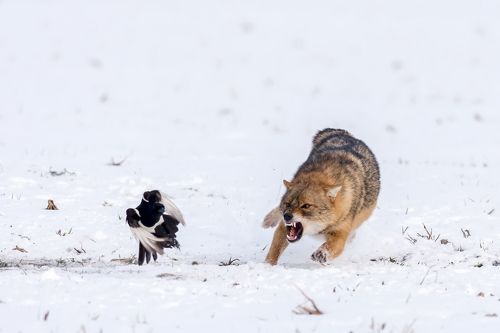 the jackal roar