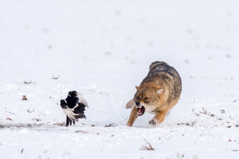 #winter #white #jackal #roar #wildlife #snow #bird #running_animal #animal #action #fury #angry the jackal roar фото превью