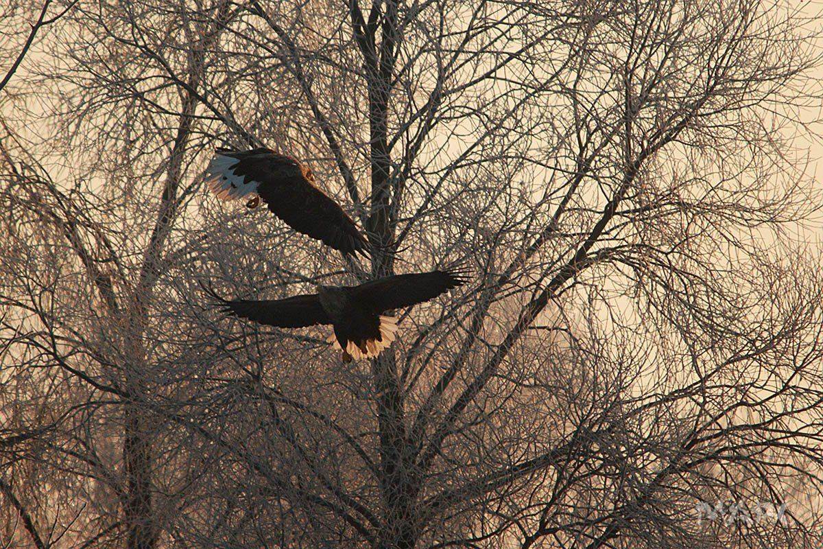 животные птицы орлан-белохвост зима февраль, Шангареев Марс