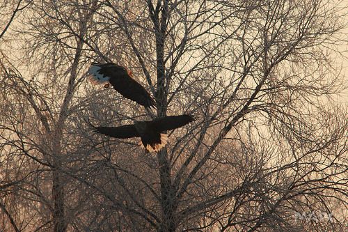 орлан-белохвост в феврале