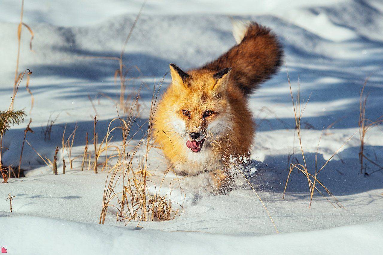 , Осипов Ёжъ Александр