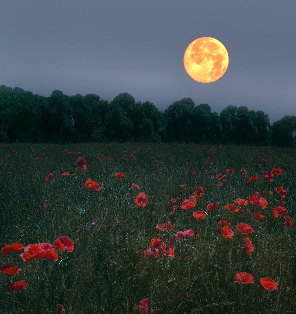 , Елена Брежицкая